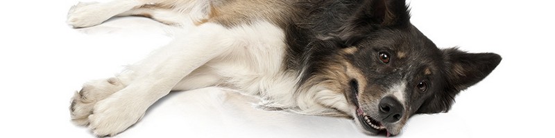 ���p�A�C�P�A�T�v���y��������z���T�C�g